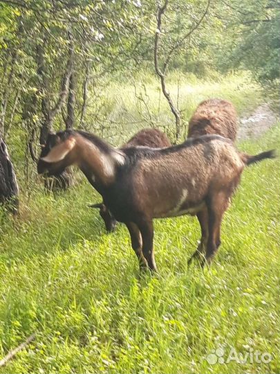 Козы зааненские