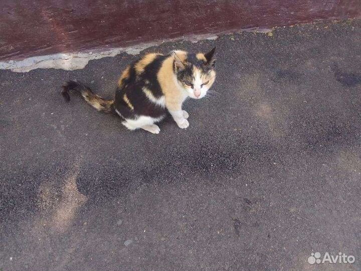 Кошка Леся стерилизованная 1 год