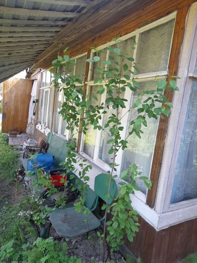 Дача 36 м² на участке 5 сот.