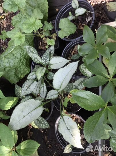 Гейхера, медуница, хоста, осока, многолетники