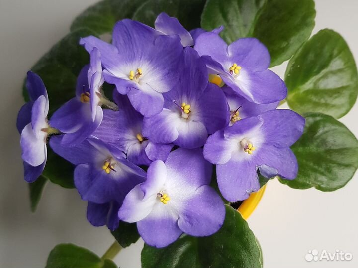 Фиалки сенполии