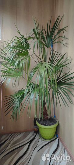 Пальма трахикарпус