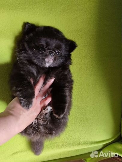 Чихуахуа. Доставка. Ветпаспорт