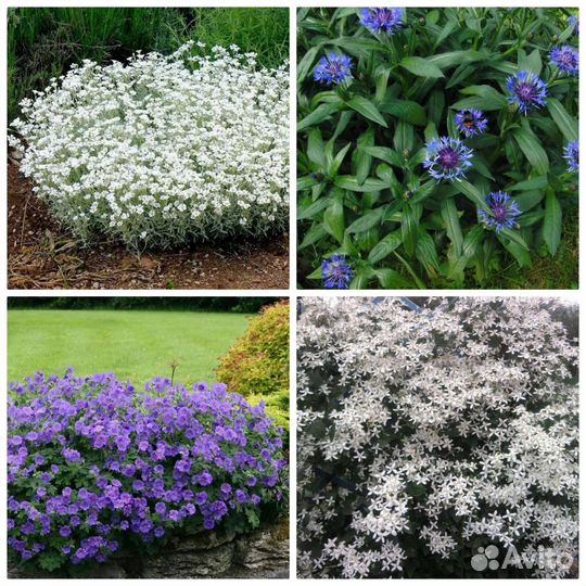 Многолетние растения