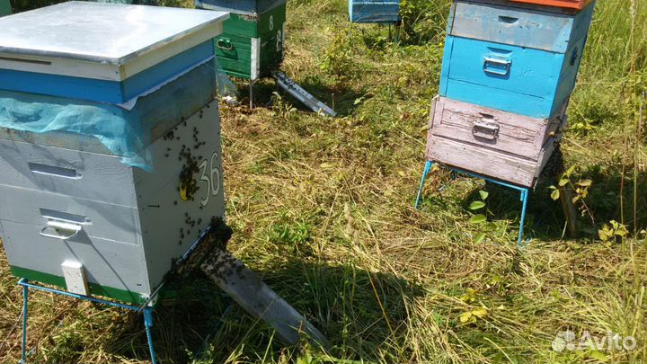 Пчелосемьи Республика Башкортостан