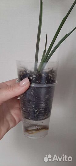 Сингониум ушковидный