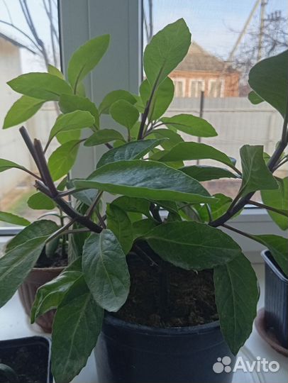 Шпинат долголетия