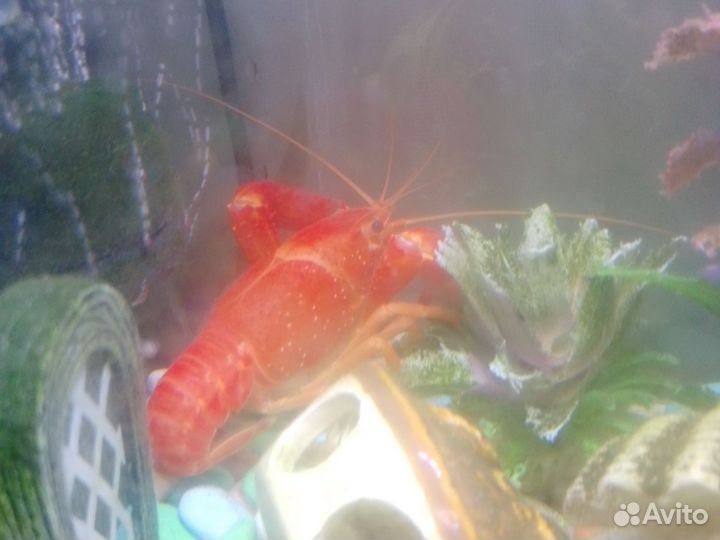 Калифорнийский солнечный рак