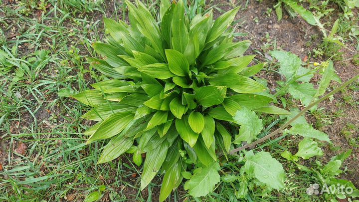 Хоста растение