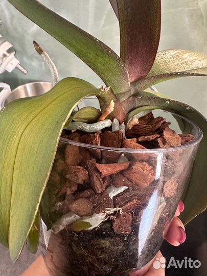 Орхидея Pretoria