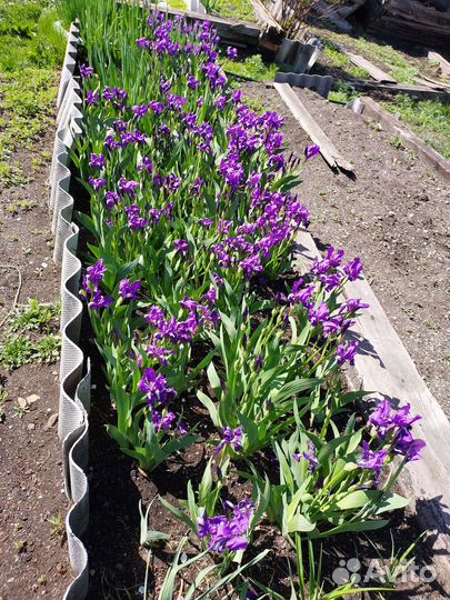 Лилейник,ирисы,лилии