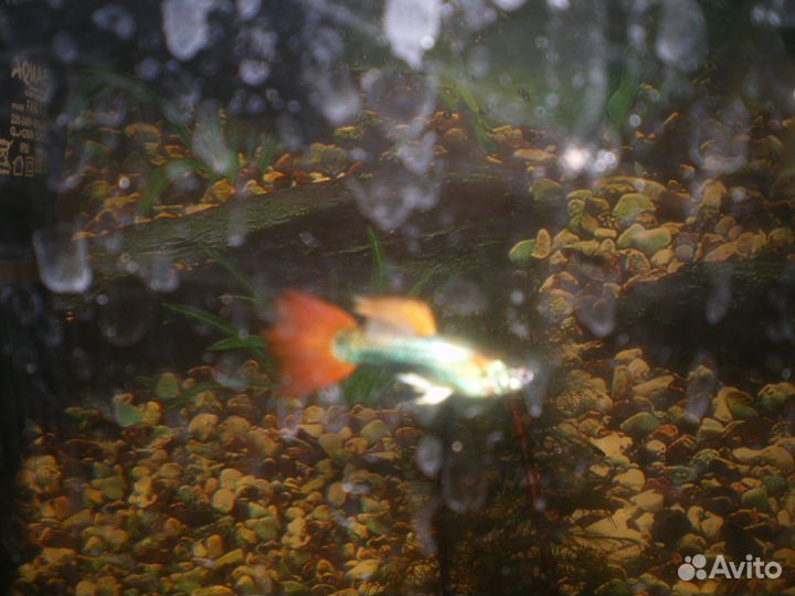 Аквариумные рыбки гуппи