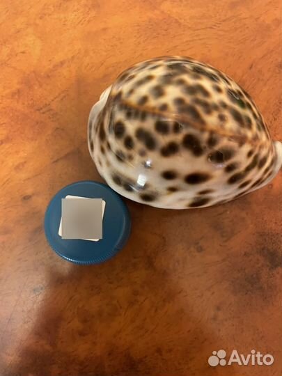 Рукушка каури (Танзания)