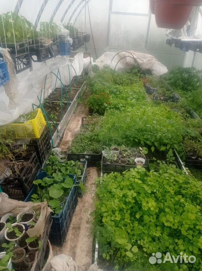 Рассада помидор,перца, кабачков, цветы