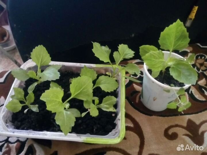 Помидоры.Астры.Бархртцы.Георгин.Лилии