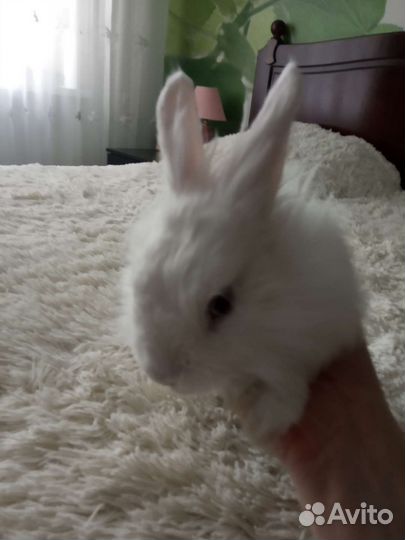 Декоративные кролики