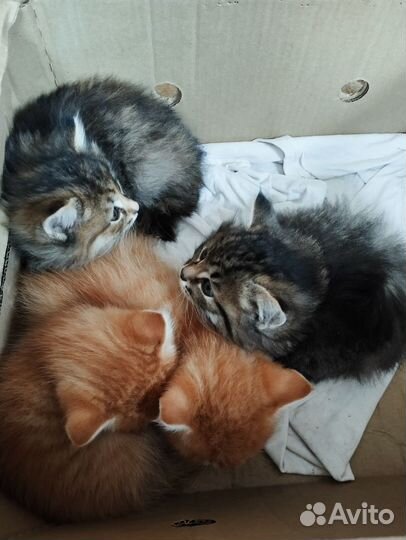 Котята в добрые руки
