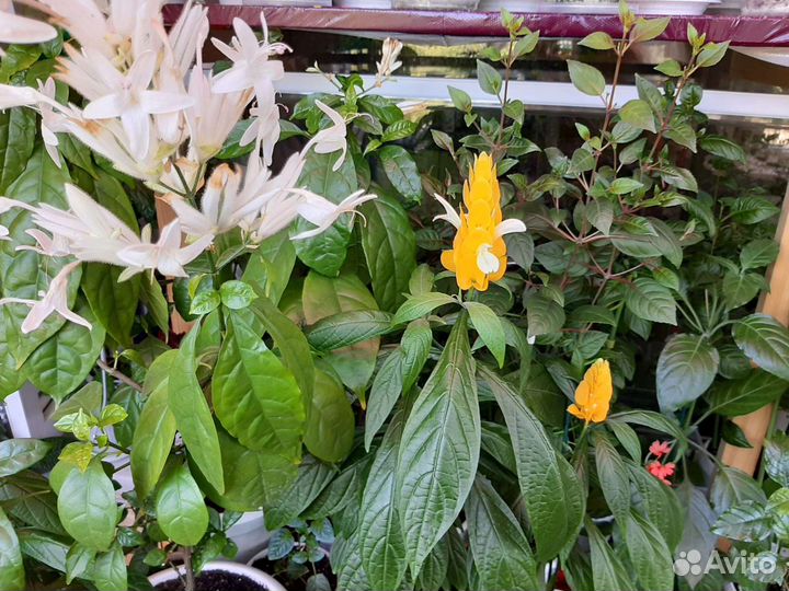 Уайтфельдия