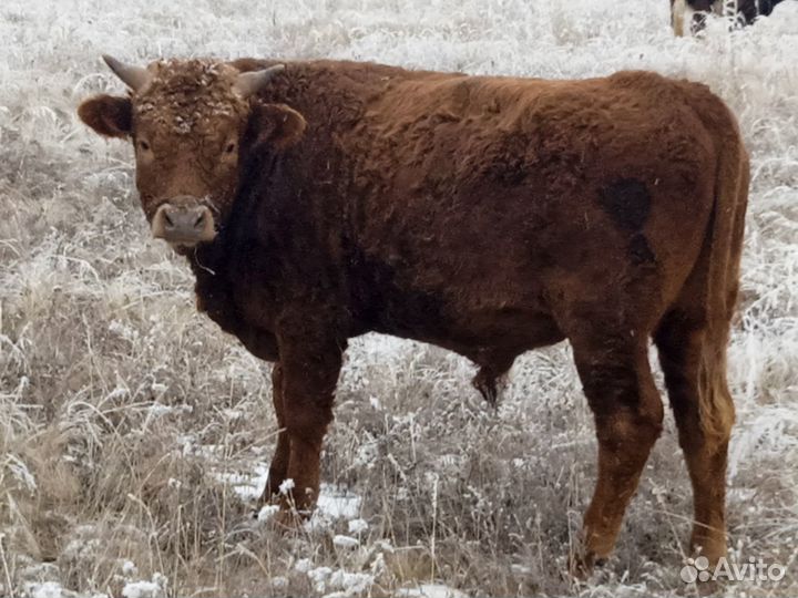 Быки на мясо