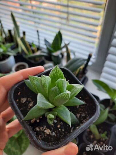 Хавортия ладьевидная суккулент