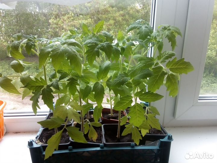 Рассада помидор