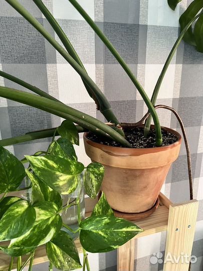 Бронь Монстера деликатесная