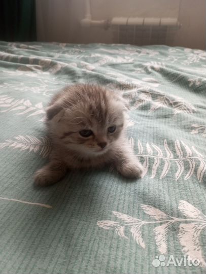 Шотландский вислоухий