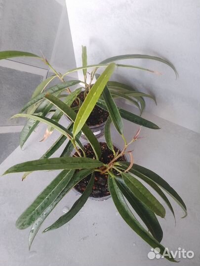 Фикус Бенджамина