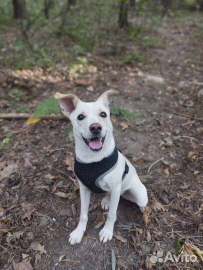 Мини собачка ищет добрые руки