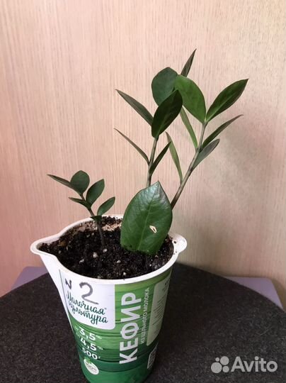 Замиокулькас годовалый