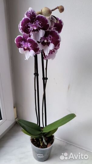 Орхидеи фаленопсис биг липы цветущие
