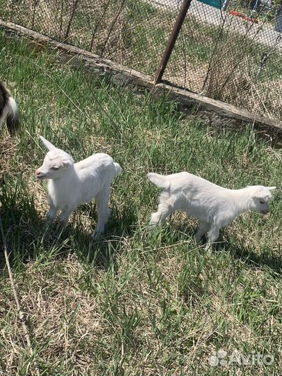 Коза с козлятами