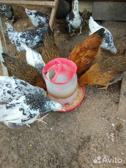 Куры Кучинская юбилейная и Пушкинская