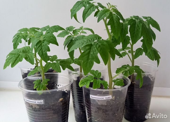 Рассада томатов Балконное чудо