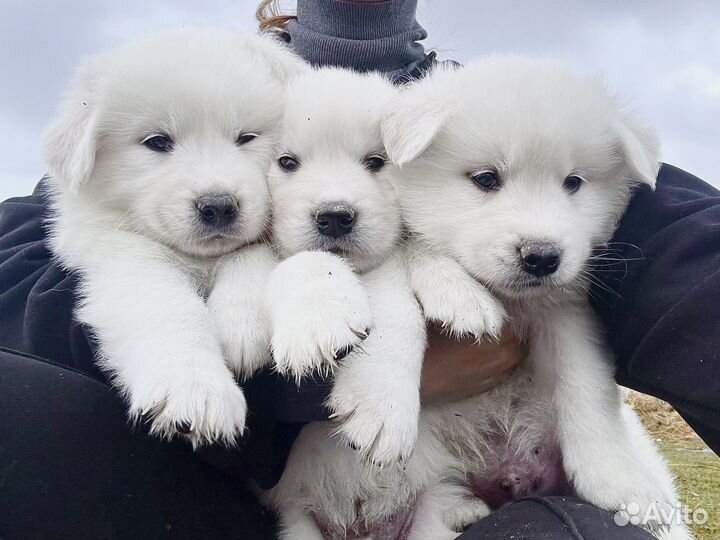 Щенки метисы (ретривер и самоед)