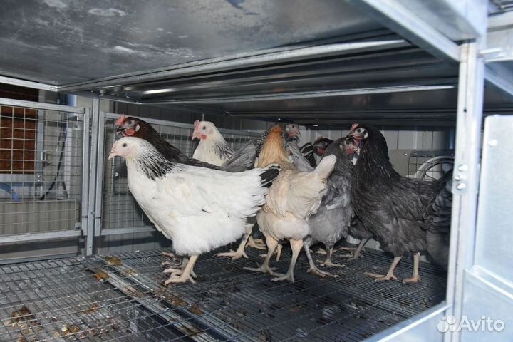 Курятник для кур-несушек трёхъярусный