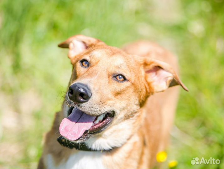 Собака в дар в добрые руки