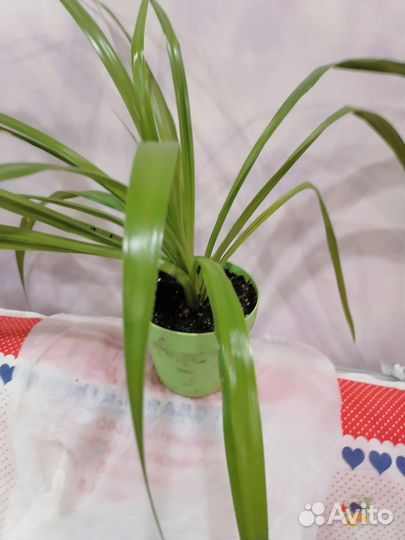 Панданус или винтовая пальма