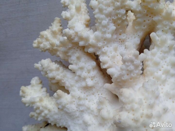 Морские кораллы