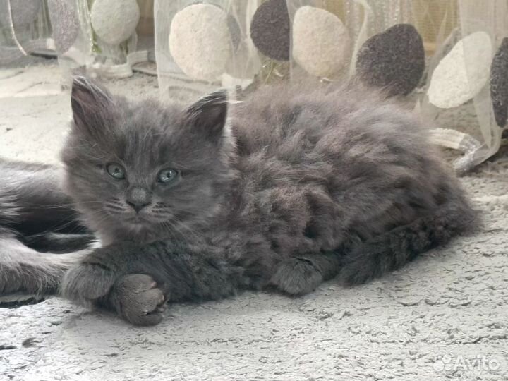 Котята в добрые руки даром