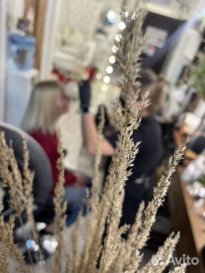 Бровист (администратор)