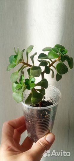 Аихризон дерево любви