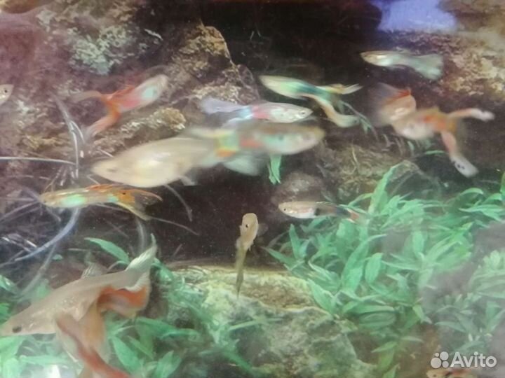 Аквариумные рыбки