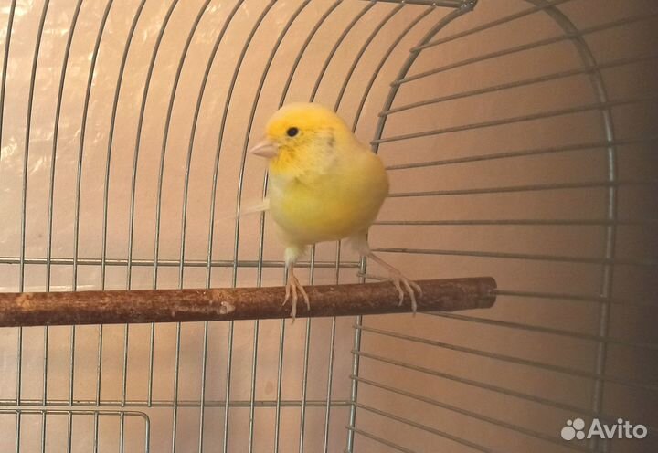 Канарейка