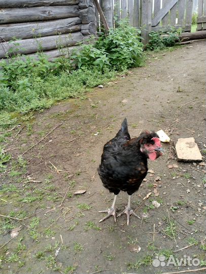 Молодые петухи