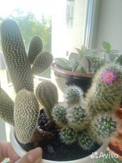 Комнатные растения.обновлениекактусы и суккуленты