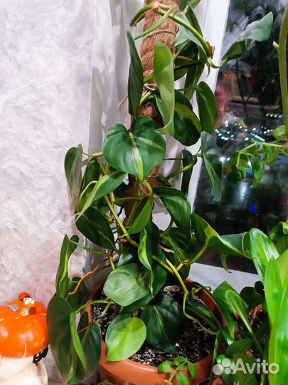 Филодендрон бразил