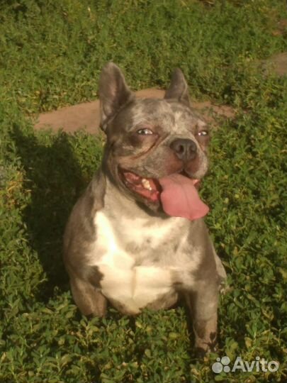 Вязка. Кобель французский бульдог