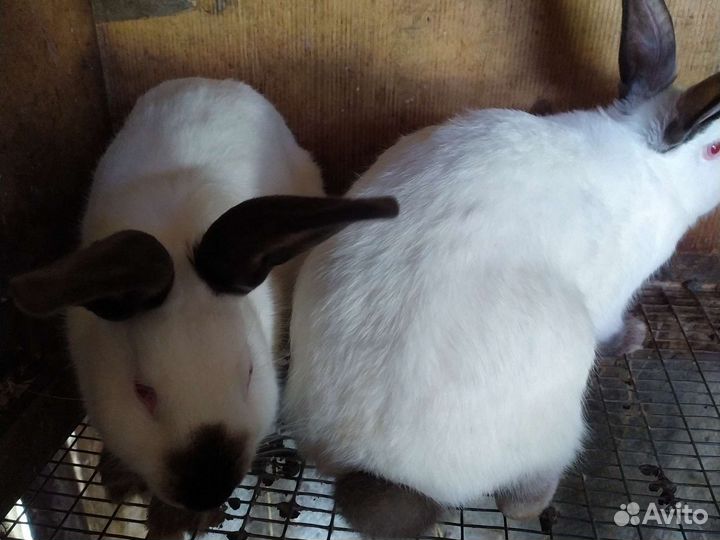 Кролики Калифорнийцы