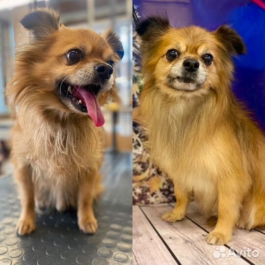 Отдам собаку в добрые руки